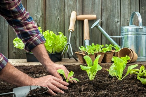 Gardening tools on a Stoke Newington allotment, representing community gardening.