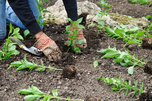 Selection of native plants for Stoke Newington gardens